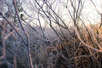 frozen grass in the snow