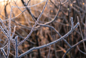 frost on grass