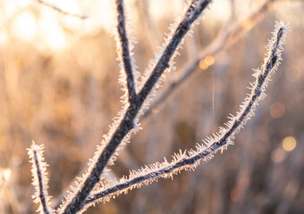 frost on grass