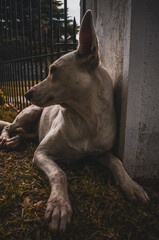 RETRATO A PERRO