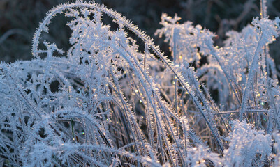 frost on the grass