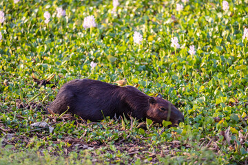 A capibara in the wetlands with a bird sitting on its back