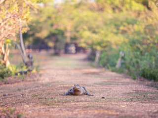 A cayman laying in the center of a way in the pantanal, brazil