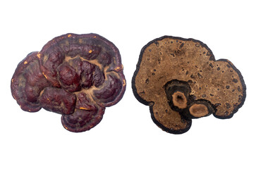 Ganoderma on a white background.