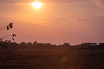 Sunset in the brazilian pantanal area showing the sun, an observation tower and some horses in the back