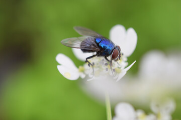 Closeup of a fly on a flower