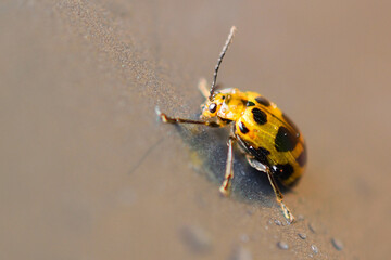Ladybug on the door of a car   