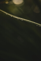 GOTAS DE AGUA EN HOJAS DE FLORES