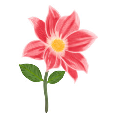 beautiful Red Dahlia flower isolated on white background illustration procreate