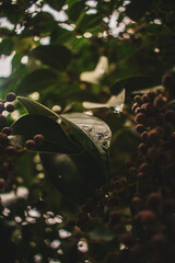 RETRATO HOJA CON GOTAS DE AGUA 2