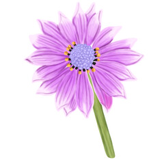 Hand draw of Violet Pink Osteosperumum Flower illustration