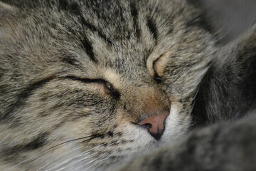 GATTO CHE DORME