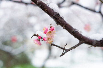 Plum blossoms in full bloom in Wuhan East Lake Plum blossom Garden in spring