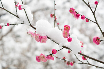 Plum blossoms in full bloom in Wuhan East Lake Plum blossom Garden in spring