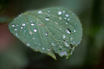 water drops on leaf
