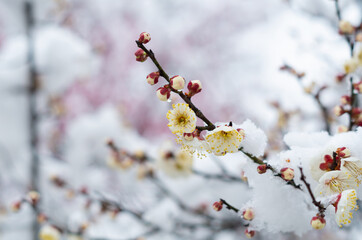 Plum blossoms in full bloom in Wuhan East Lake Plum blossom Garden in spring