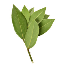 Fototapeta premium twig with laurel leaves