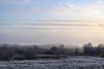 sunrise in the forest