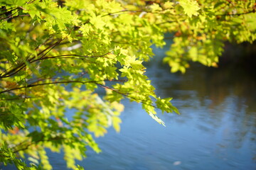 Beautiful colored trees with lake in autumn, landscape photography. early autumn in Japan.