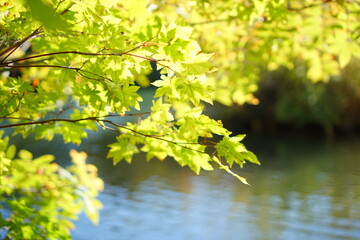 Beautiful colored trees with lake in autumn, landscape photography. early autumn in Japan.