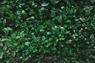 landscape photography of plants and trees