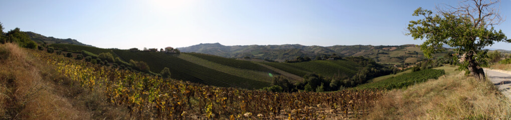 Naklejka premium Italian rural landscape Marche countryside with uncollected and sun-dried sunflower fields. Hills cultivated with grapes for an extraordinary wine, olive trees and clear skies. The beauty of Italy