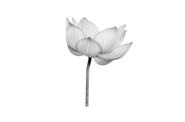 Lotus flower in black and white isolated on white background.