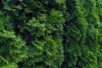 Living green hedge from thuja. Background and texture of green plants