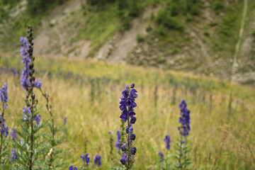 Der blaue Eisenhut