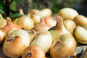 Harvested fresh big organic onions close up as a healthy food concept