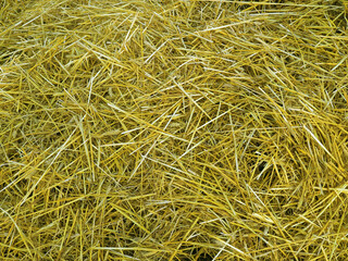 Straw on the field after harvest as background and texture.