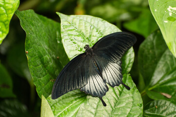 Schmetterling