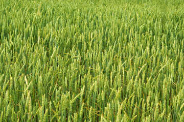 Green ripening ears of wheat on a wheat field