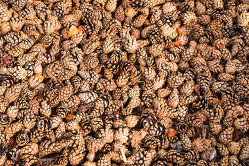 Lot of pine cones on the ground, textured background
