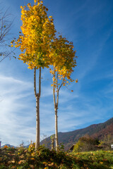 Obraz premium Herbst