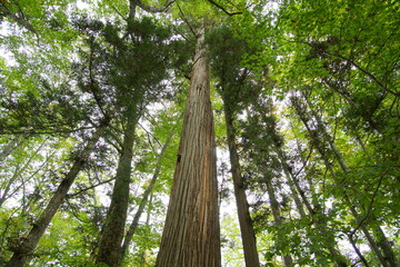Fototapeta premium beautiful nature landscape in the famous shrine in Togakushi, Nagano, Japan