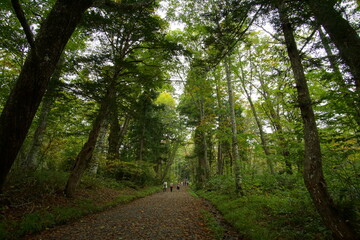Fototapeta premium beautiful nature landscape in the famous shrine in Togakushi, Nagano, Japan