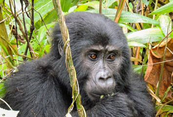 Gorilla in Bwindi Impenetrable Forest National Park, Uganda.
Rukara Gorilla Group.