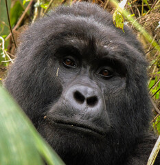Gorilla in Bwindi Impenetrable Forest National Park, Uganda.
Rukara Gorilla Group.
