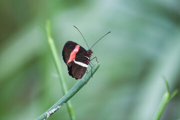 Schmetterling