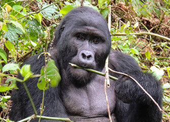 Gorilla in Bwindi Impenetrable Forest National Park, Uganda.
Rukara Gorilla Group.