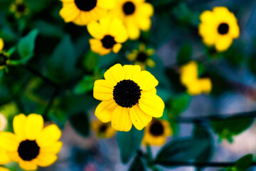 sunflower in the garden