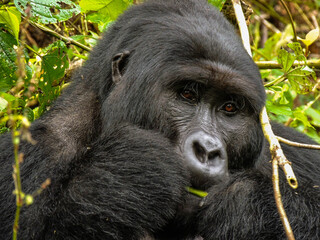 Gorilla in Bwindi Impenetrable Forest National Park, Uganda.