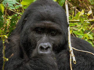 Gorilla in Bwindi Impenetrable Forest National Park, Uganda.
