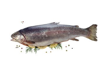 Salmon trout on white background
