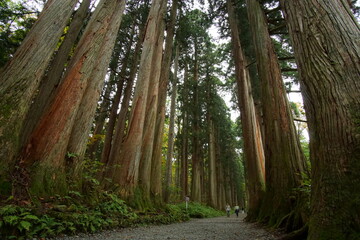 Fototapeta na wymiar Long way lined with ancient live trees in Japan