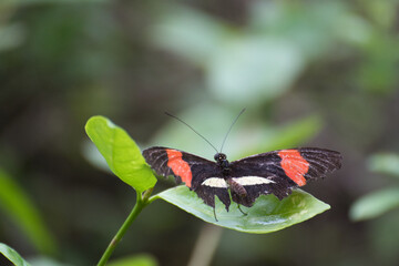 Schmetterling