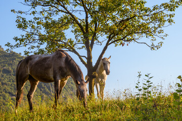 cavalli 01 - uno bianco e l'altro scuro, liberi in un pascolo di montagna con albero sullo sfondo