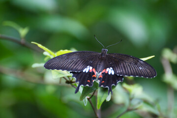 Schmetterling