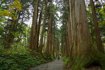 Long way lined with ancient live trees in Japan